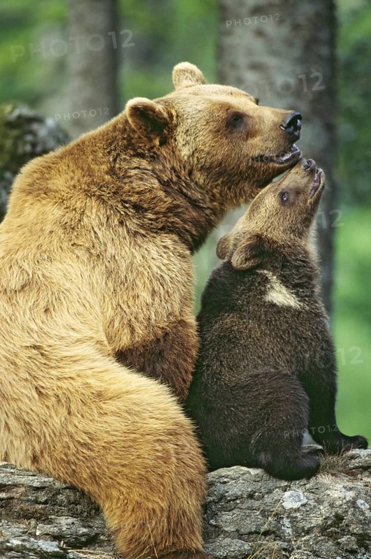 Animals, mammals, bears, bear, European brown bear, (Ursus arctos), female bear with young, Germany