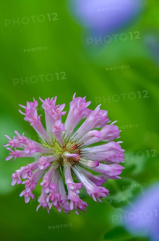 Fabaceae, medium clover, butterflies, trifolium medium, zigzag clover, flora, high size, portrait, clover, plants, zigzag clover