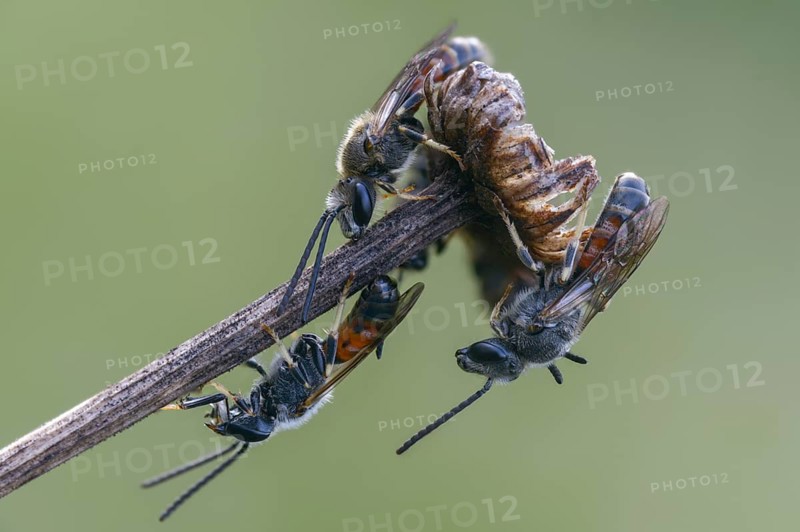 Apidae, bees, furrow bee, common narrow bee, hymenoptera, lasioglossum calceatum, narrow bee, insects, insects