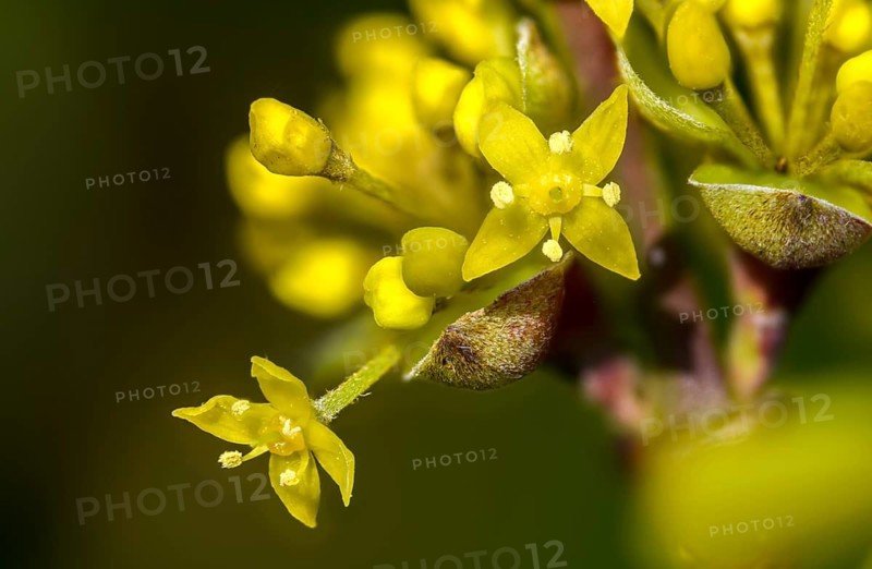 Cornaceae, cornus mas, dürlitz, European cornel, dogwood family, herlitze, hirlnut, cornelian, flora, plants, plants