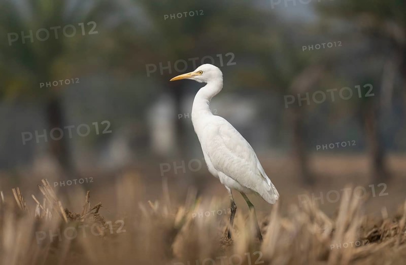 Cattle Egret (Bubulcus ibis) standing in a harvested paddy field, Sreepur, Gazipur, Bangladesh