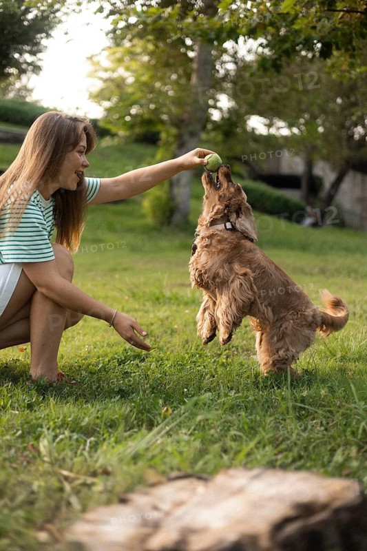 Dog jumping towards a ball held by a woman in a sunny park setting