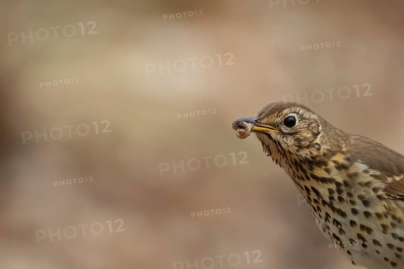 Song thrush (Turdus philomelos) adult bird carrying worms for food in its beak, England, United Kingdom