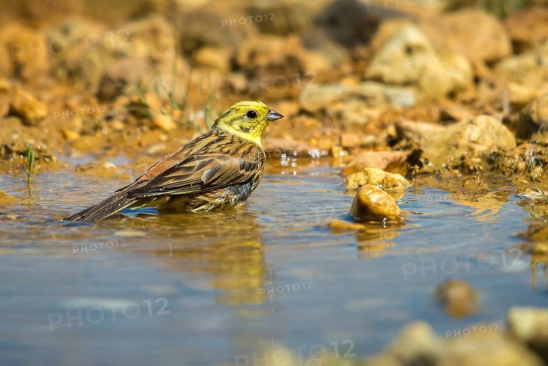 Emberiza Citrinella, Yellowhammer, Yellowhammer, Bath, Bird Bath, Birds, Male, Mirror, Male, Passeri, Songbirds, Reflection, Drinking, Birdbath, Birds, Watering Place