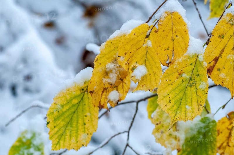 Autumn, detail, autumn, autumn leaves, snow, snow