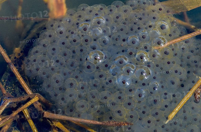 Agile frog, bufo bufo, common toad, rana dalmatina, jumping frog, amphibians, amphibians, frog, frogs, spawn, spawning balls, spawning lines, amphibians