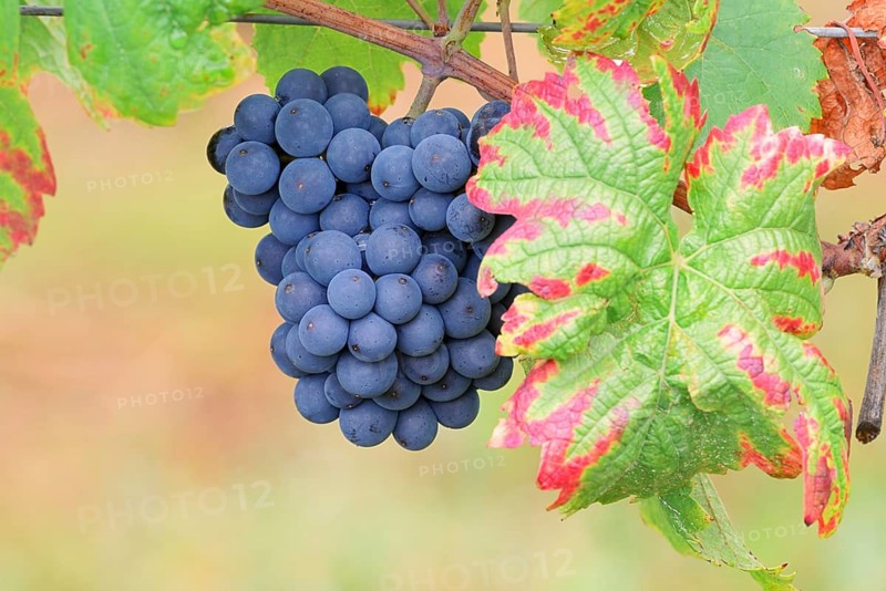 Grapes on the vine, Pinot Noir or Pinot Noir grape variety, Alsace, Grand Est, France