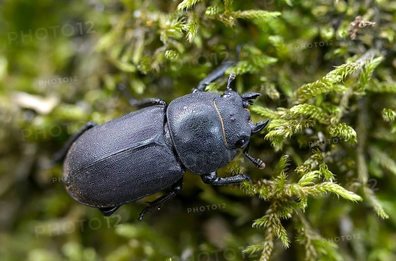 Beetle beetle, dorcus parallelipipedus, lesser stag beetle, beetle, coleoptera, insects, beetles