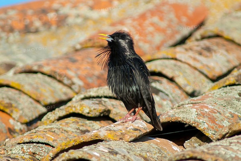 Monochrome starling, spotless starling, sturnus unicolor, birds, extremadura, passeri, songbirds, Spain, birds