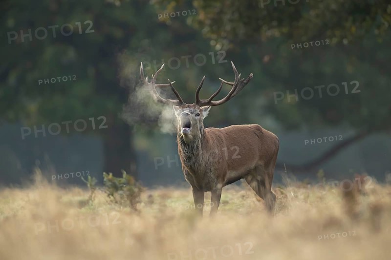 Red deer (Cervus elaphus) adult male stag animal roaring with its mouth open during the annual rut in autumn, England, United Kingdom
