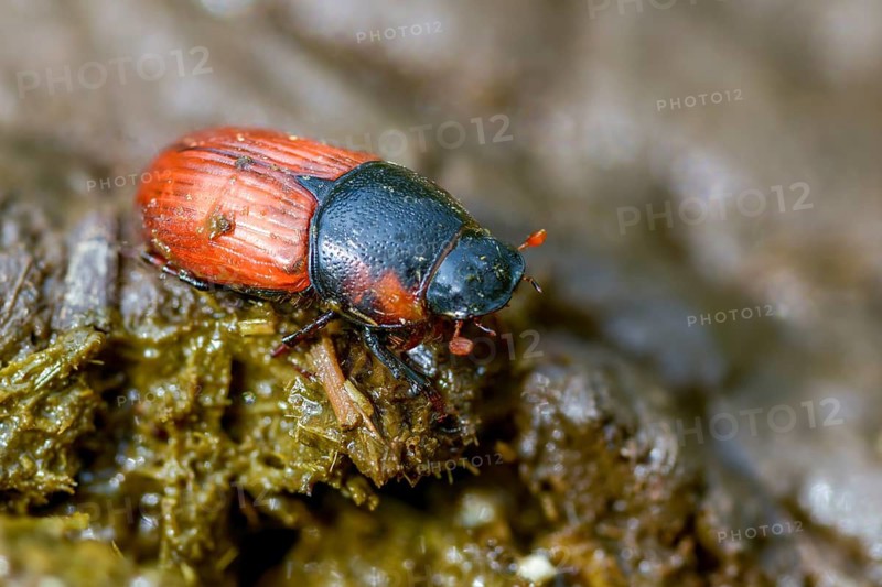 Aphodius scrutator, Coprimorphus scrutator, dung beetle, searching dung beetle, coleoptera, dung, insects, droppings, beetles, dung