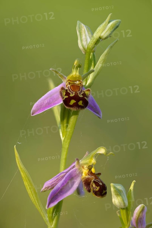 Bee ragwort, ophrys apifera, orchidaceae, orchids, orchid, bee orchid, flora, high size, vertical format, plants, plants