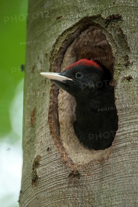Black Woodpecker, Dryocopus Martius, Black Woodpecker, Birds, Adolescent, High Size, Portrait, Juvenile, Piciforms, Woodpecker, Birds, Woodpecker