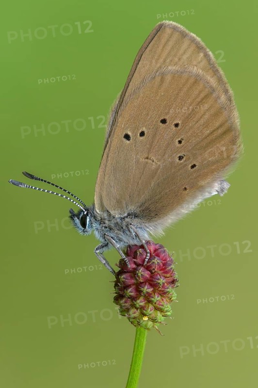 Ant blue, dark meadowbutton ant blue, dusky large blue, glaucopsyche nausithous, maculinea nausithous, phengaris nausithous, black blue meadowbutton ant blue, meadowbutton ant blue, butterfly, high size, portrait format, insects, butterfly, butterflies, butterflies, butterflies