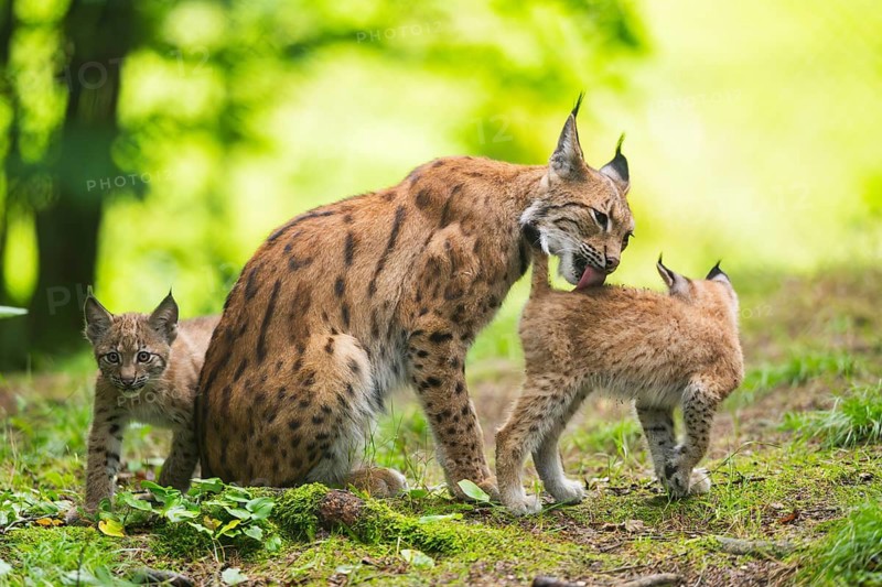 Eurasian lynx (Lynx lynx) mother with her youngsters (cubs) in a forest, Bavaria, Germany