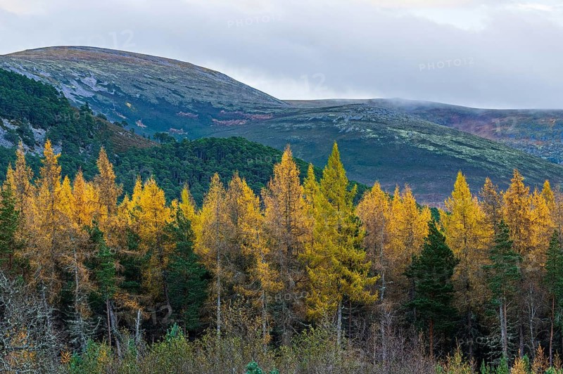 Larch trees (Larix) in autumn in the Highlands, Aviemore, Scotland, United Kingdom