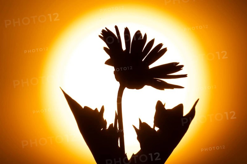 The silhouette of a wildflower stands out against the rising sun, Frankfurt am Main, Hesse, Germany