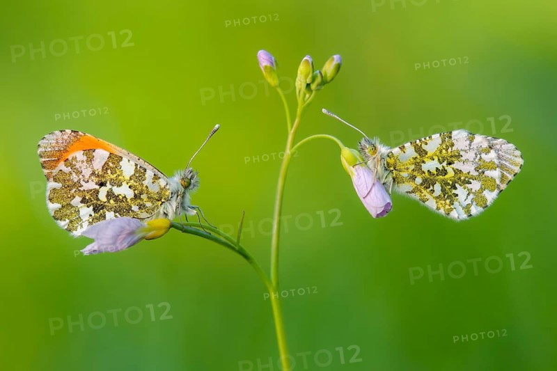 Aurora fritillary (Anthocharis cardamines) on cuckoo flower, Vechta, Lower Saxony, Germany