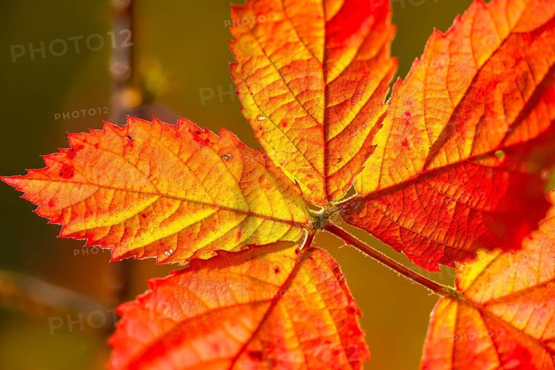 Blackberry, real blackberry, autumn colors, Rubus fruticosus agg., autumn, blackberry, flora, autumn, autumn leaves, plants