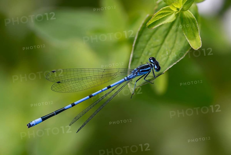 Azure damselfly, coenagrion puella, horseshoe azuremaid, damselflies, dragonflies, insects, dragonflies, odonata, zygoptera