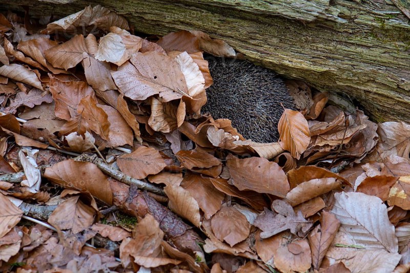 Hedgehog (Erinaceidae) on the forest floor looking for winter quarters, Cloppenburg, Lower Saxony, Germany