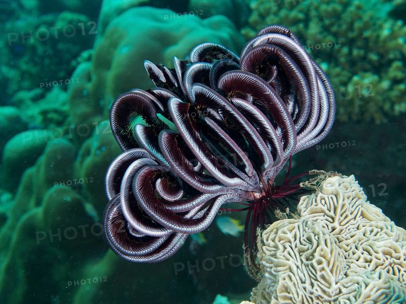 A black-and-white Bennett's hair star (Anneissia bennetti) against a green background in an underwater setting, Prapat dive site, Penyapangan, Bali, Indonesia