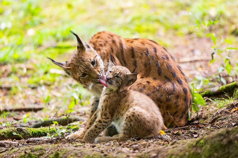 Eurasian lynx (Lynx lynx) mother with her youngster (cub) in a forest, Bavaria, Germany