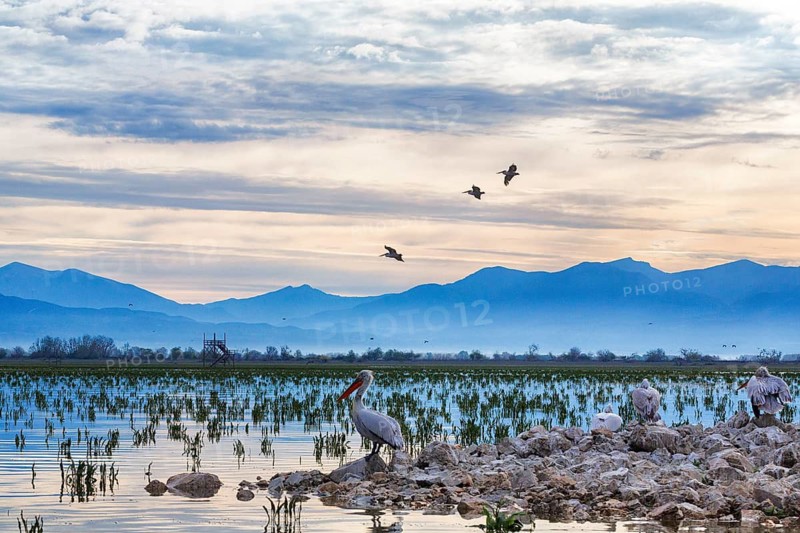 Crested pelicans (Pelecanus crispus) in flight, shallow shoreline areas, wetland habitat, impressive mountain backdrop, birdwatching, Lake Kerkini, Kerkini Lake, morning atmosphere, Central Macedonia, Greece