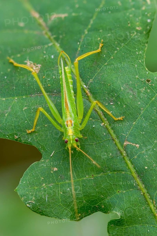 Drumming Katydid, oak scare, common oak scare, meconema thalassinum, oak bush cricket, grasshoppers, high size, portrait format, insects, nymph