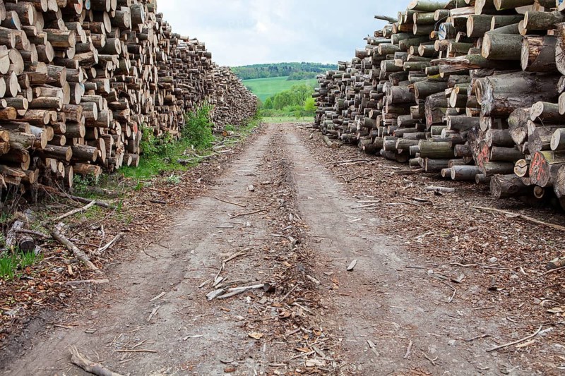 Pile of beech wood, Germany