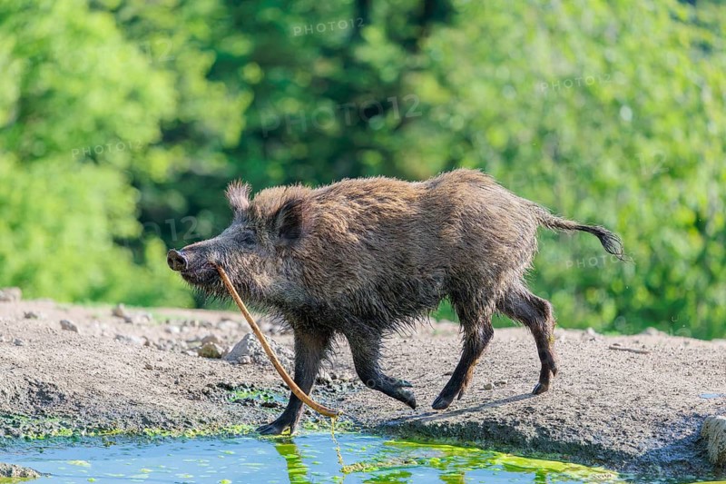 On a sunny day, a wild boar (Sus scrofa) plays with a stick in a small pond. Bavaria, Germany