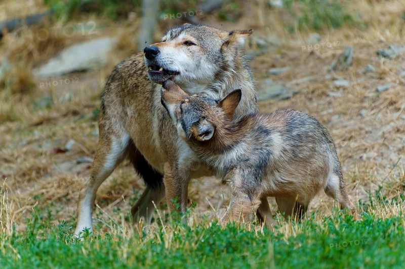 Timberwolf, wolf, American wolf (Canis lupus lycaon), Germany: An adult wolf interacts with a younger wolf in the wild as part of the learning process