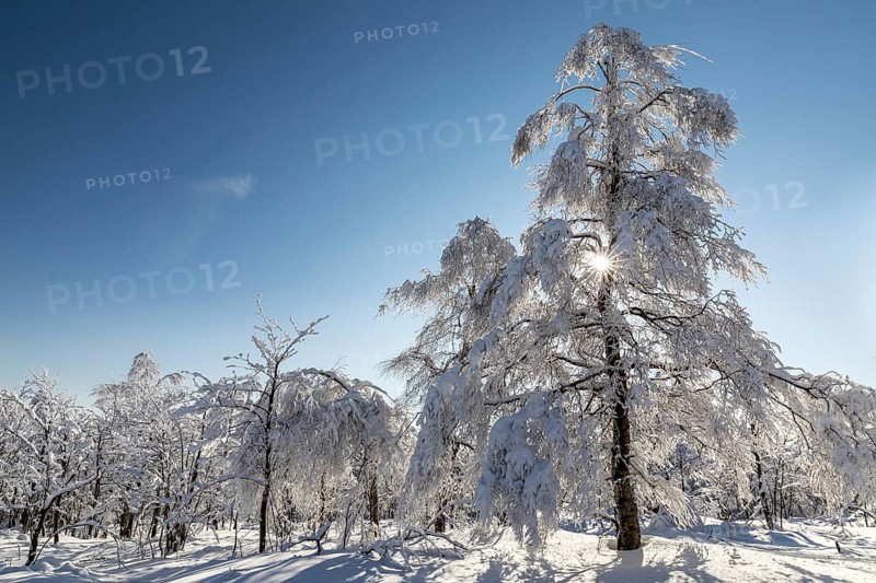 Sunny winter landscape with snow-covered trees, bushes, trails and branches covered with hoarfrost on the Ore Mountains Ridge, Zinnwald-Georgenfeld, Altenberg, Eastern Ore Mountains, Saxony, Germany