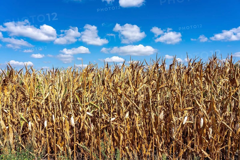 Maize field dried up and only slightly grown, small corn cobs, drought due to summer drought, in Herongen, on the Lower Rhine, North Rhine-Westphalia, Germany, but the corn may still be used as silo maize, where the whole plant is chopped and used as animal feed or for biogas plants