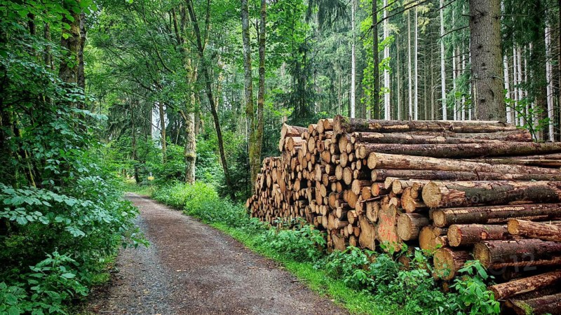 A trail through the dense forest leads past stacked tree trunks to forestry, polter, hiking in the Fichtelgebirge nature park Park, Upper Franconia