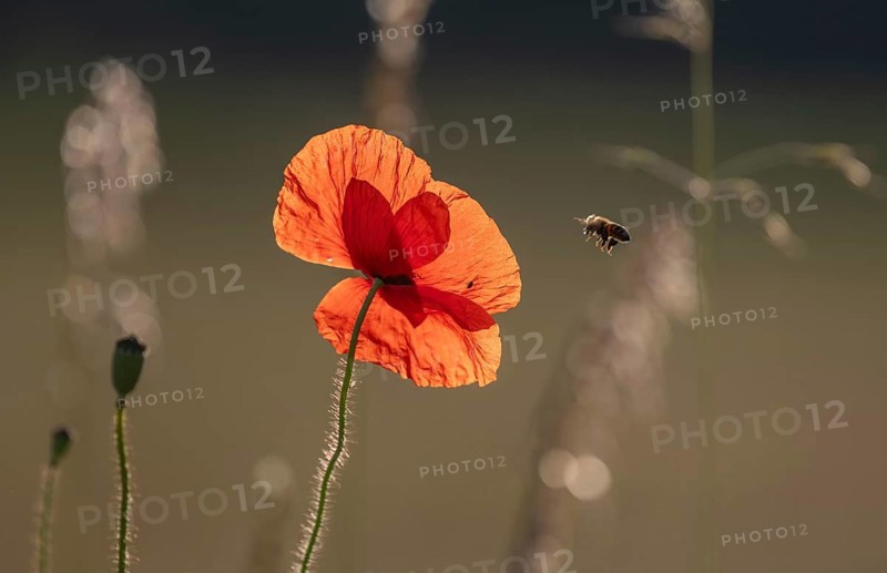 Red poppy stands alone in the field. A bee is sitting on a flower. The sky is clear and the sun is shining on the natural scene. Bas Rhin, Alsace, France