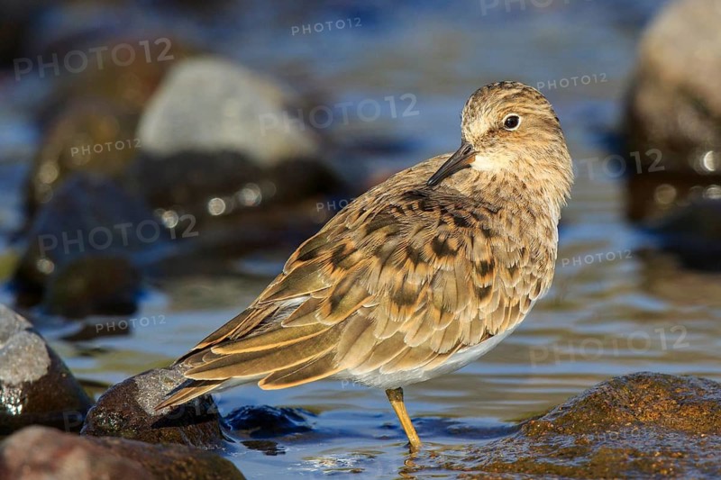 Temminck's Stint (Calidris temminckii), Greece