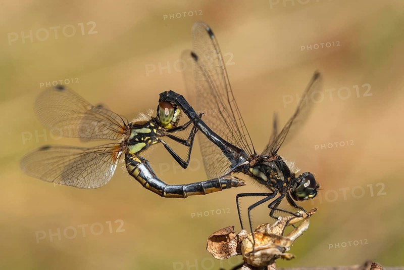 Black Darter, Black Meadowhawk, Black Heidelibel, Sympetrum Danae, Anisoptera, Damselflies, Dragonflies, Female, Insects, Copula, Dragonflies, Male, Odonata, Mating, Mating Wheel, Female