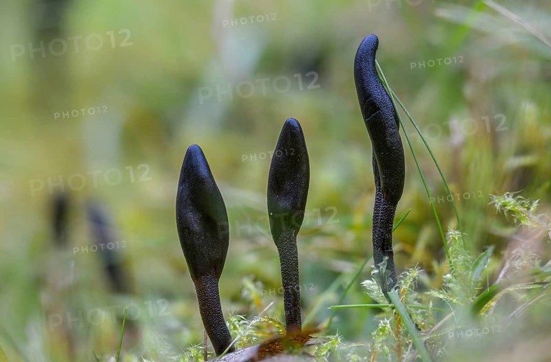 Brought Earthtongue, Deceptive Earthtongue, Geoglossum Fallax, Scaly Earth Tongue, Deceptive Earth Tongue, Fungus, Fungi