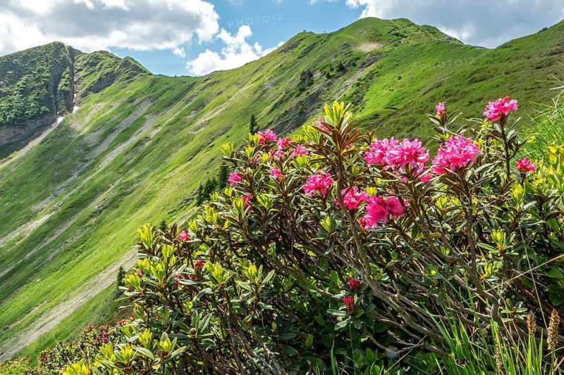 Rusty-leaved alpenrose (Rhododendron ferrugineum) on the Fellhorn, with the mountains of the Allgäu Alps in the background, Oberstdorf, Oberallgäu, Allgäu, Bavaria, Germany