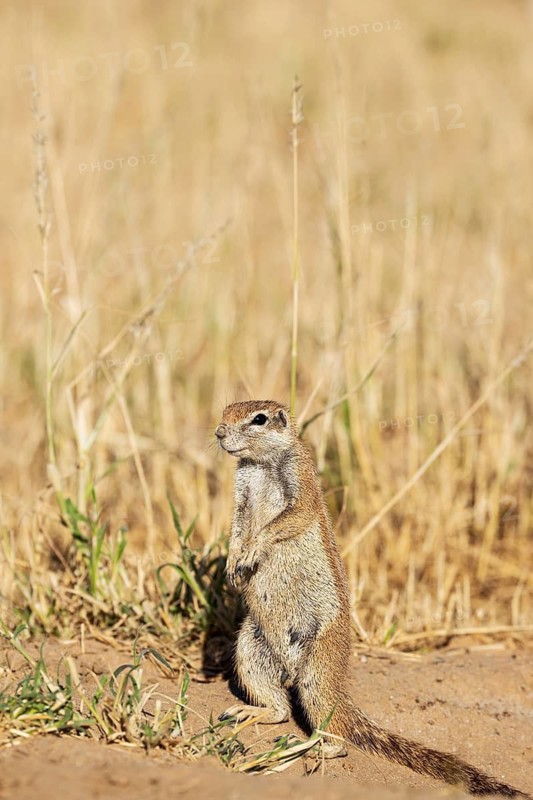 Cape Ground Squirrel (Xerus inauris). Female. Kalahari Desert, Kgalagadi Transfrontier Park, South Africa