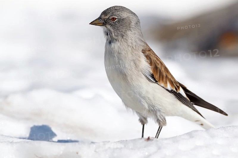 Snowfinch (Montifringilla nivalis), Valais, Switzerland