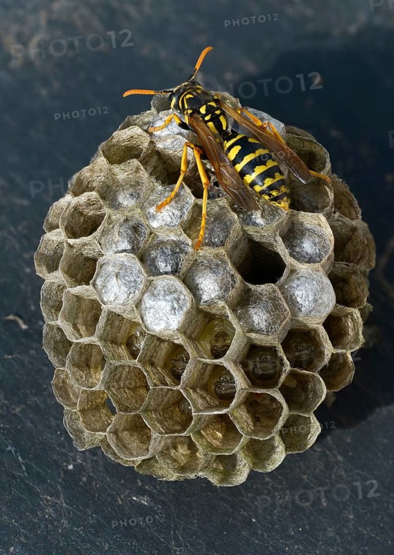 Brighter-colored paper wasp, French field wasp, gallic field wasp, house field wasp, hymenoptera, polistes dominula, vespidae, wrinkle wasp, field wasp, high size, portrait format, insects, nest