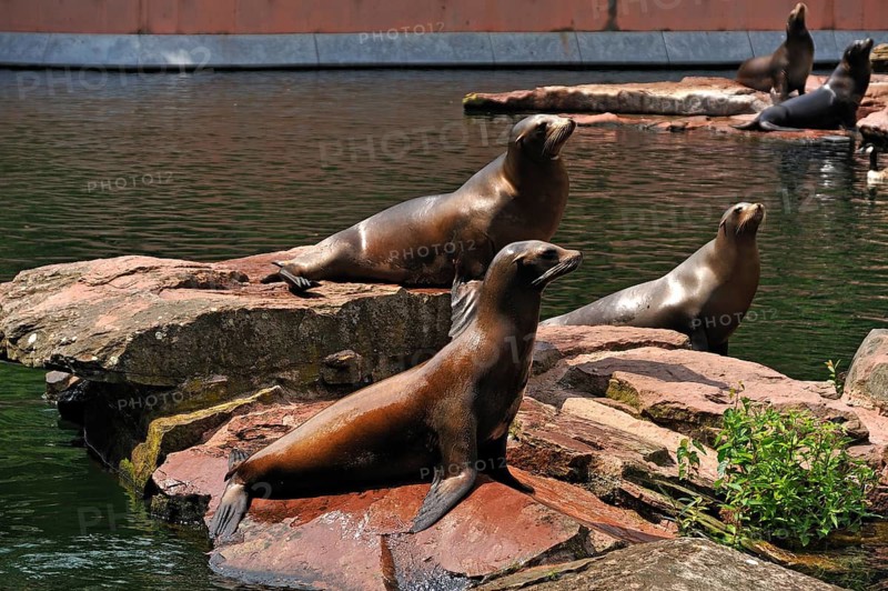 Sea lions (Zalophus californianus) waiting to be fed, Nuremberg Zoo, Am Tiergarten 30, Nuremberg, Middle Franconia, Bavaria, Germany