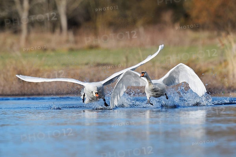 A mute swan (Cygnus olor) chases a rival out of its territory, North Rhine-Westphalia, Germany