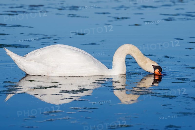 Mute swan (Cygnus olor) swimming, with its reflection, North Rhine-Westphalia, Germany