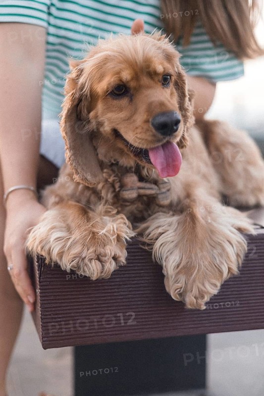 Close-up of a happy brown dog with its tongue out, resting on a bench