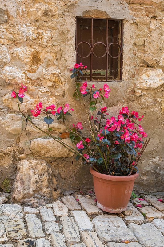 A flowerpot full of pink begonias on a cobblestone street the old town, in Rovinj, Istria, Croatia