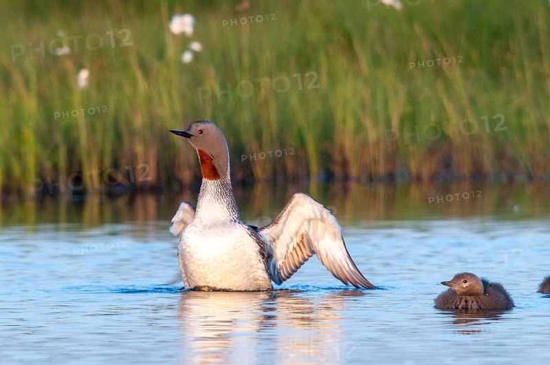 Finland, Gavia Stellata, Red-Throated Diver, Star Diver, Birds, Diver, Gaviidae, Grebe, Loons, Divers, Birds, Waterbirds