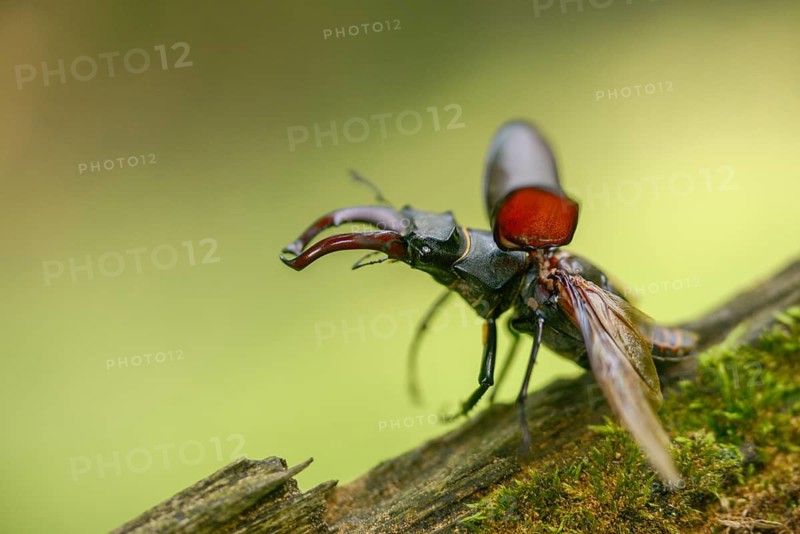 Thundergugi, firecracker, stag beetle, hornschröter, Lucanus cervus, Schröter, Beetle, Coleoptera, flying, flight, insects, beetles, male, stag beetle